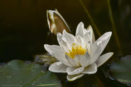 Seerose 3