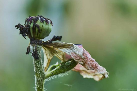 Mohn rose verblüht