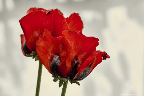Mohn dunkelrot 4