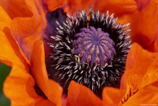 Mohn hellrot 1