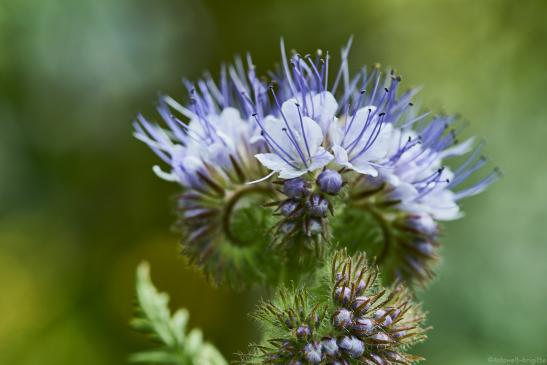 Phacelia 1