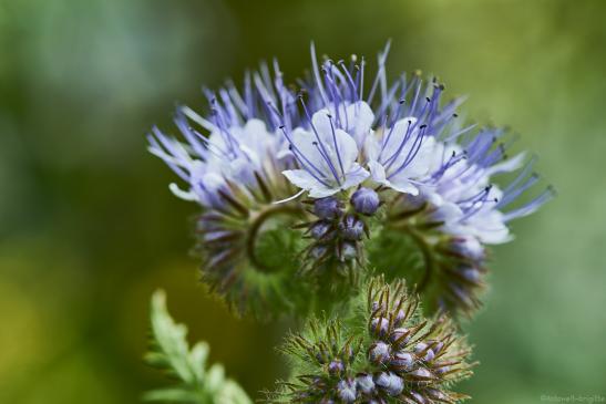 Phacelia