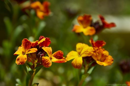 Erysimum cheiri (Goldlack)