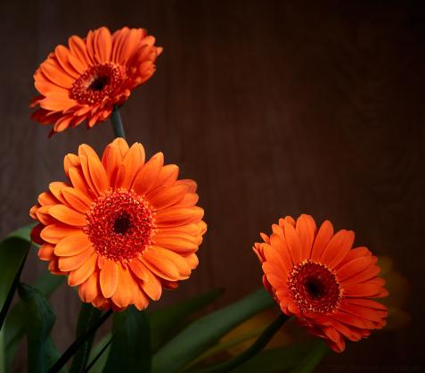 Gerbera