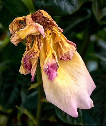 Rose verblüht