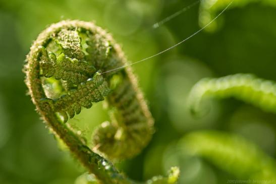 Sigma 105 mm Macro ohne Konverter