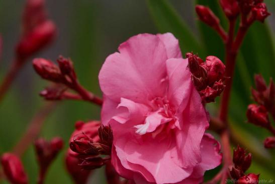 Oleander