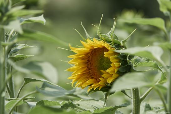 Sonnenblume 2