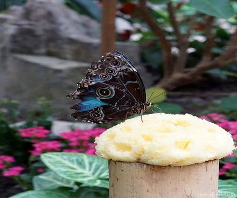 Garten der Schmetterlinge, Bendorf bei Koblenz