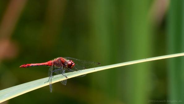 Blutrote Heidelibelle