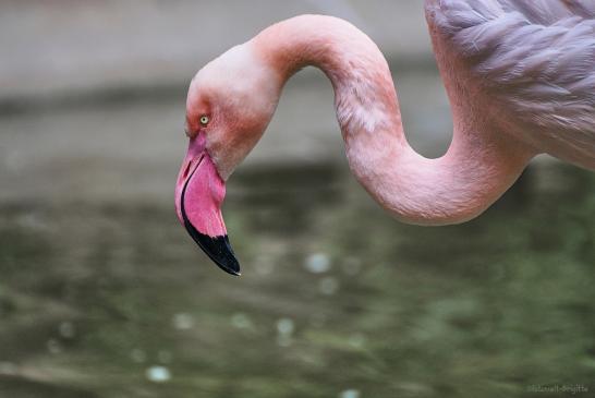 Flamingo, blühendes Barock
