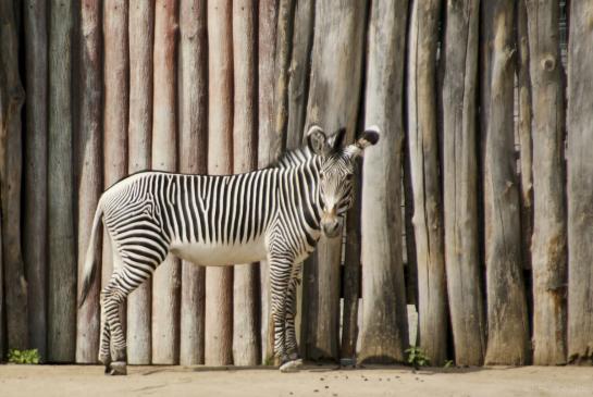 Zebra, Leipzig