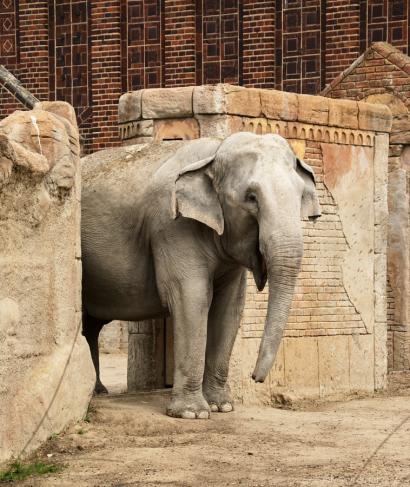 Elefant, Leipzig