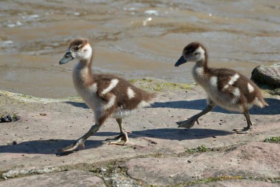 Nilgans