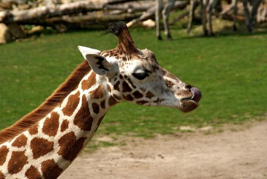 Rothschildgiraffe, Leipzig