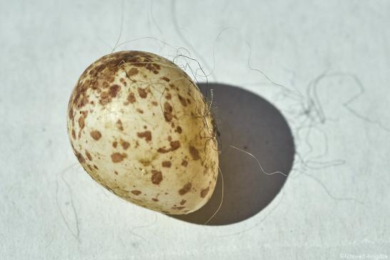 Ei der Kohlmeise
